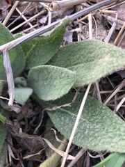 Verbascum thapsus