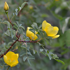 Rosa platyacantha