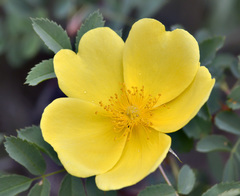 Rosa platyacantha