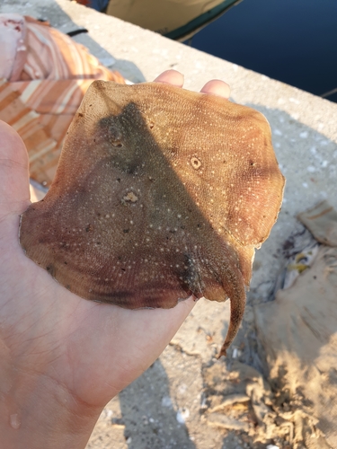 Rough ray (Raja radula) — Rajidae