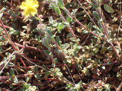 Helianthemum oelandicum