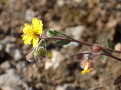 Helianthemum oelandicum