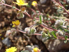 Helianthemum oelandicum