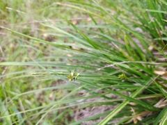 Carex leersii
