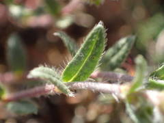 Helianthemum oelandicum