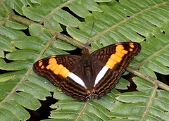 Adelpha phylaca