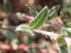 Helianthemum oelandicum