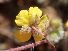 Helianthemum oelandicum