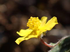 Helianthemum oelandicum