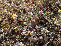 Helianthemum oelandicum