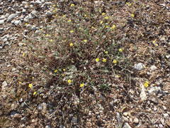 Helianthemum oelandicum