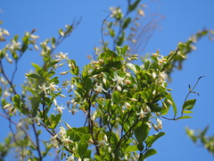 Styrax matsumuraei