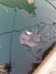 Pteroplatytrygon violacea