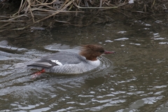 Mergus merganser