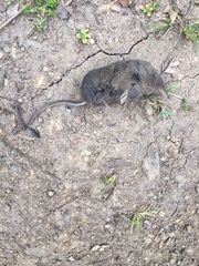 Sorex vagrans