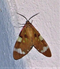 Phaloe cruenta