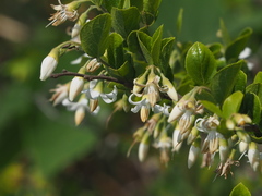 Styrax matsumuraei