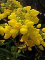 Calceolaria integrifolia