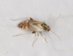 Hamatophylus guttulosus