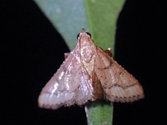 Rostripalpus