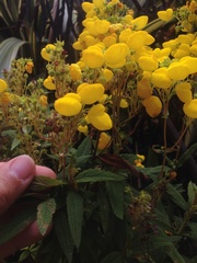 Calceolaria integrifolia