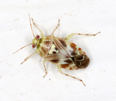 Tropidosteptes quercicola