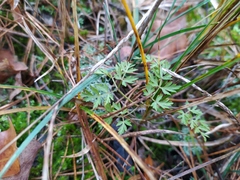 Peucedanum oreoselinum