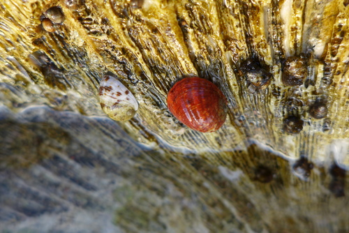 Nerita sanguinolenta