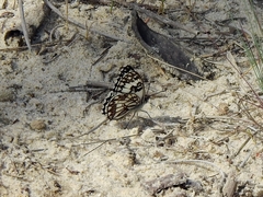 Melanargia occitanica