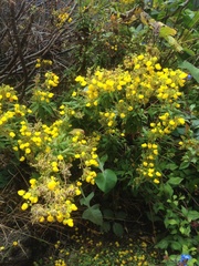 Calceolaria integrifolia