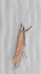 Ypsolopha ochrella