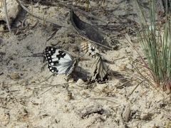 Melanargia occitanica