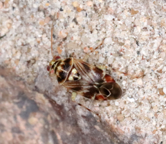 Tropidosteptes quercicola
