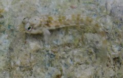 Arabian Blenny photo 4