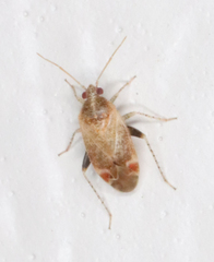 Hamatophylus guttulosus