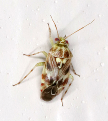 Tropidosteptes quercicola
