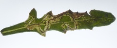 Stigmella ogygia