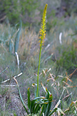 Eremurus fuscus