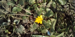 Ficaria verna