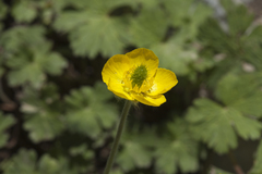 Ranunculus paucidentatus