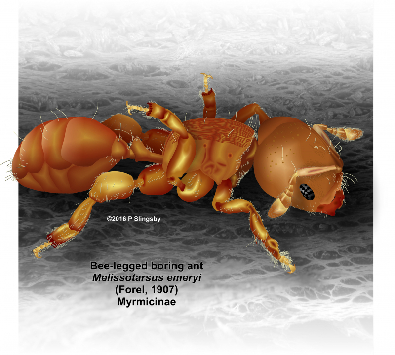 Melissotarsus emeryi