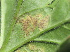 Peronospora erodii