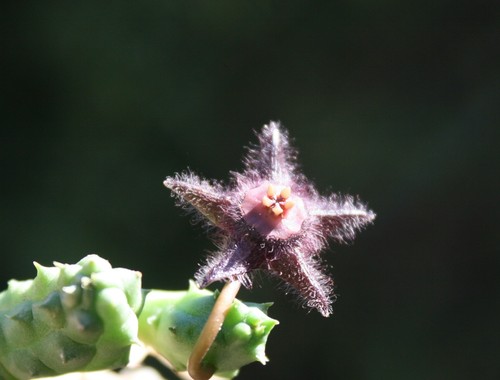 Duvalia elegans