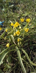 Gagea lutea