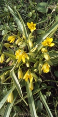 Gagea lutea