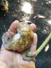 Octopus vulgaris