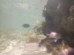 Holocentrus adscensionis