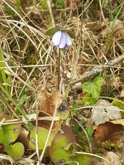 Hepatica nobilis