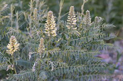 Sophora alopecuroides