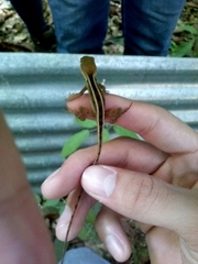 Enyalius capetinga
